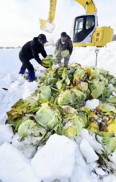 Sweet Hokkaido cabbages get sweeter with snow