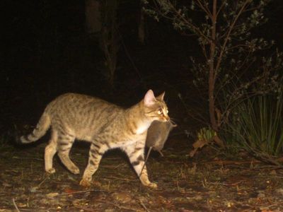 Cameras may help protect Tassie wildlife