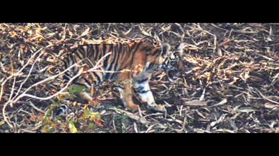 4-month tiger cub spotted sans mother in Nagzira buffer