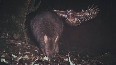 Wildlife cameras help researchers understand Tasmania's native wildlife and feral species