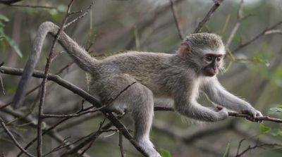 Potential Treatment for Alcoholics Proves Effective in Monkeys