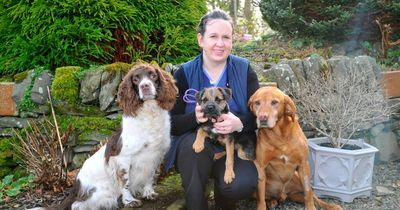 Dumfries and Galloway dog owners urged not to panic despite steep rise in stomach bug cases