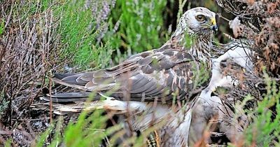 Three-year ban issued to Perthshire estate after bird trap death