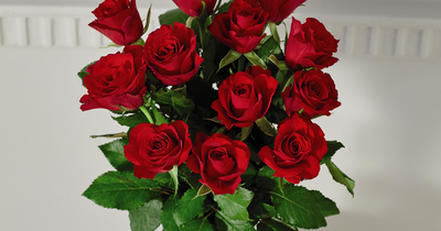 Aldi launch UK's cheapest dozen red roses for Valentine’s Day at £3.99