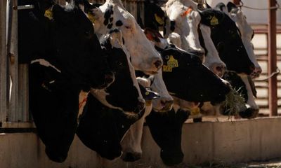 California subsidies for dairy cows’ biogas are a lose-lose, campaigners say