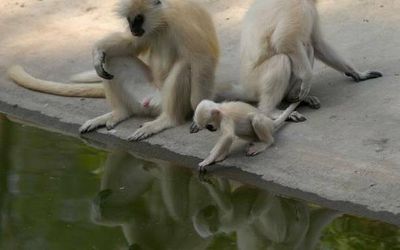 Assam villagers oppose sanctuary tag for golden langur habitat