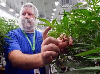 NY boosts medical marijuana access as legal pot market looms
