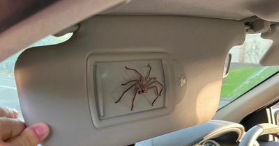 Man finds giant spider in his car and decides to keep it there as a pet for entire year