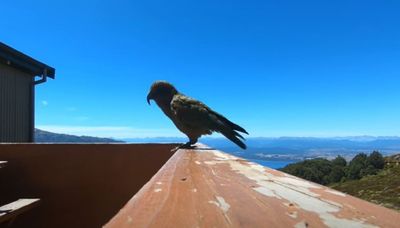 New Zealand parrot steals family’s GoPro camera and films its escape