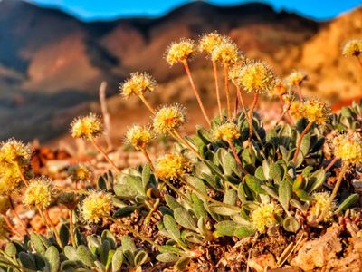 US backs rare flower habitat amid Nevada lithium mine fight