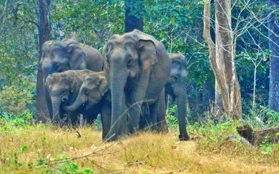 With onset of summer, wildlife migration to Wayanad Wildlife Sanctuary begins