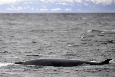 Iceland to end whaling as demand dwindles