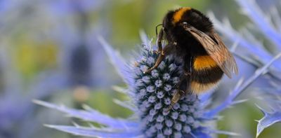 Plants are flowering a month earlier – here's what it could mean for pollinating insects