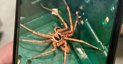 Huge poisonous spider with skull on back found by terrified supermarket staff