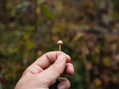 Seattle Physician Launches Push To Reschedule Psilocybin For Medical Use
