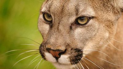 California City Says It Can't Allow Duplexes Because It's Already Overrun by Mountain Lions