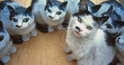 Glasgow locals recall city's most famous feline 'Sister Smudge'