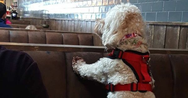 Northern Ireland's 185 dog friendly places taking the lead for food, drinks and fun
