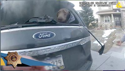 Lucky dog: Colorado deputy rescues pup from burning SUV