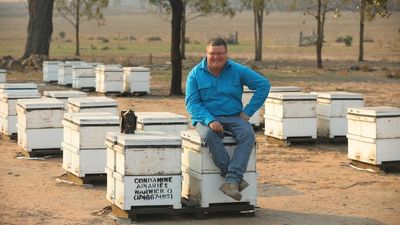Meet the migratory beekeepers who travel across state borders to pollinate crops