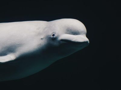 EXCLUSIVE: Popular Contrarian Investor CryptoWhale On Why He Turned Bearish On Bitcoin, How Dogecoin Community Is 'Fun,' Rise Of Altcoins And 2022 Prediction