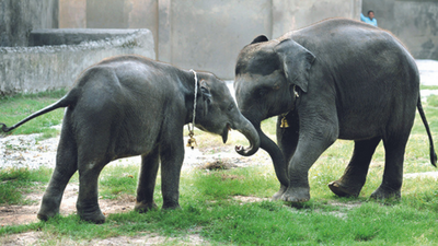 Form SIT to probe poaching, forest crime: Madras high court to Tamil Nadu, Centre