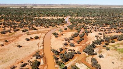 Outback transformed by summer floods after record rainfall in South Australia's north