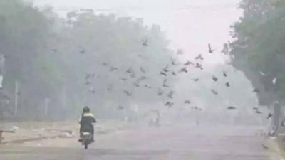 Cold wave revives; Sangaria records 4.6°C