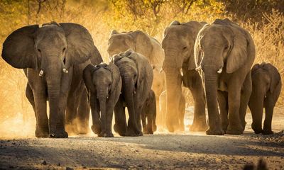 What links elephants to scorpions and blue sharks? The Saturday Quiz