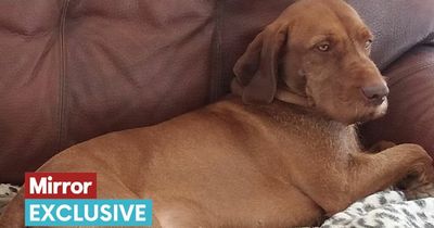 Amazon van driver delivering parcel hits and kills beloved dog in front of owner