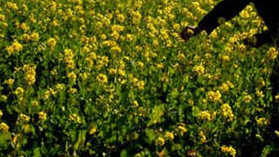 Rainfall and hailstorm cause damage to mustard crop in Etah-Kasganj