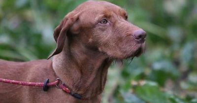 Amazon delivery driver ran over and killed dog, then kept going
