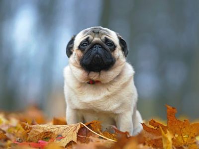 French Bulldogs and Pugs also in danger of breeding ban, This Morning vet says