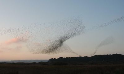 Young country diary: Ten thousand starlings roar over my head. I am in awe