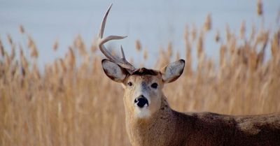 Chicago outdoors: Dropping antlers, turkey harvest, eagles on dead deer, Sam Snead/golf/hunting/fishing