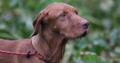 Woman watched in terror as Amazon delivery driver struck and killed beloved dog