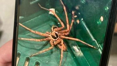Huge Spiders In Supermarket Bananas: Look Out There’s A Bunch Of Them