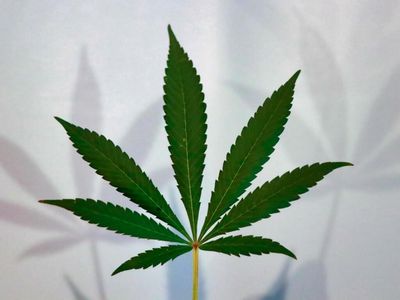 Cannabis, Marijuana And Hemp: What Is The Difference, Exactly?