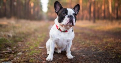 Vets warning over buying certain dogs after Norway moves to ban flat-faced breeds