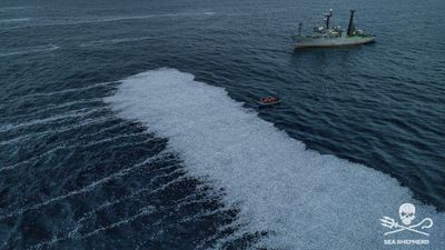 Floating carpet of dead fish highlights France’s ‘lax’ attitude to overfishing
