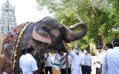 HR&CE Dept. brings out SOP for care of temple elephants