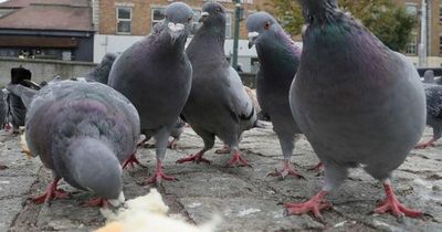 Why pigeons in Dublin are missing toes or feet