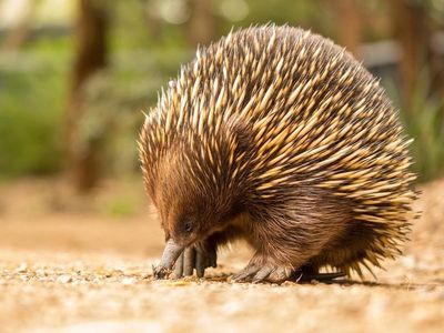 Poo hunters recruited to track echidnas