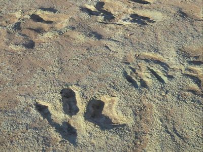 Fossilised dinosaur prints damaged after construction vehicle driven ‘directly over’ historic site