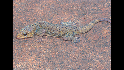 Kerala: New gecko species named after PS Easa