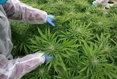 Israeli desert town aims to be medical 'cannabis capital'