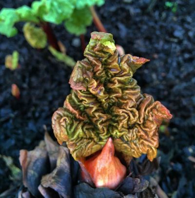 Late frosts and early planting on the plot