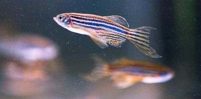 Zebrafish research reveals green rooibos tea's anxiety-busting properties
