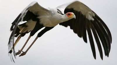 Drastic decline in Kenyan birds of prey has scientists worried