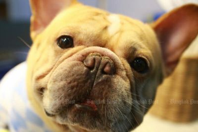 China's pet economy booms as more millennials delay marriage and kids for fur babies
